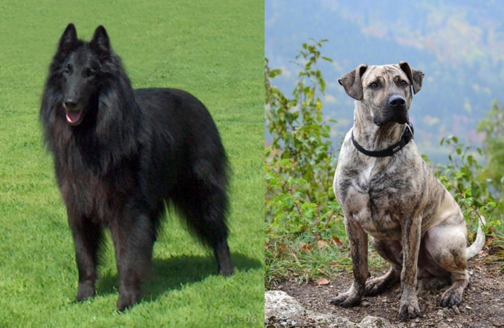 Perro Cimarron vs Belgian Shepherd Dog (Groenendael) - Breed Comparison