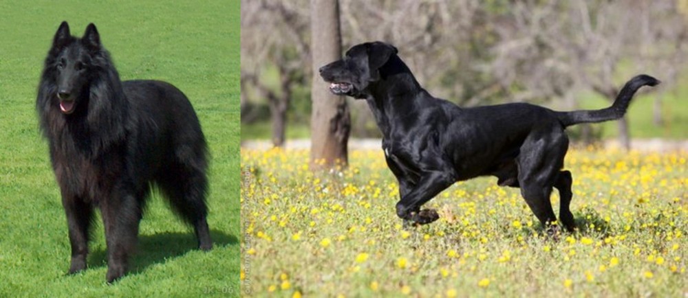 Perro de Pastor Mallorquin vs Belgian Shepherd Dog (Groenendael) - Breed Comparison
