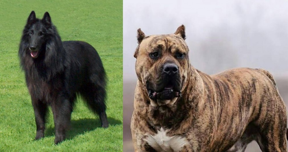 Perro de Presa Canario vs Belgian Shepherd Dog (Groenendael) - Breed Comparison