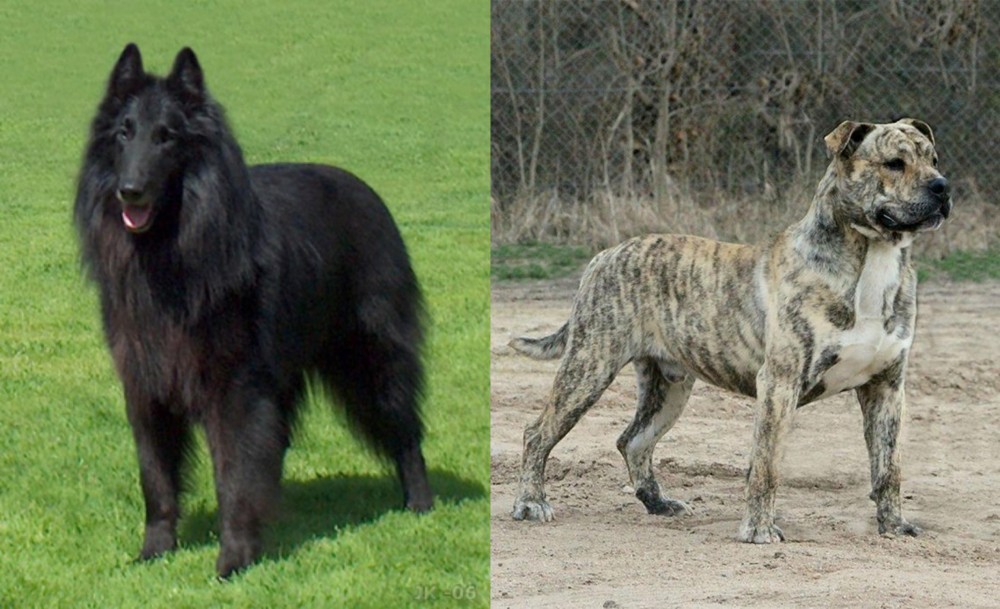 Perro de Presa Mallorquin vs Belgian Shepherd Dog (Groenendael) - Breed Comparison