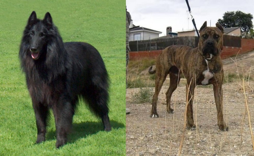 Perro de Toro vs Belgian Shepherd Dog (Groenendael) - Breed Comparison