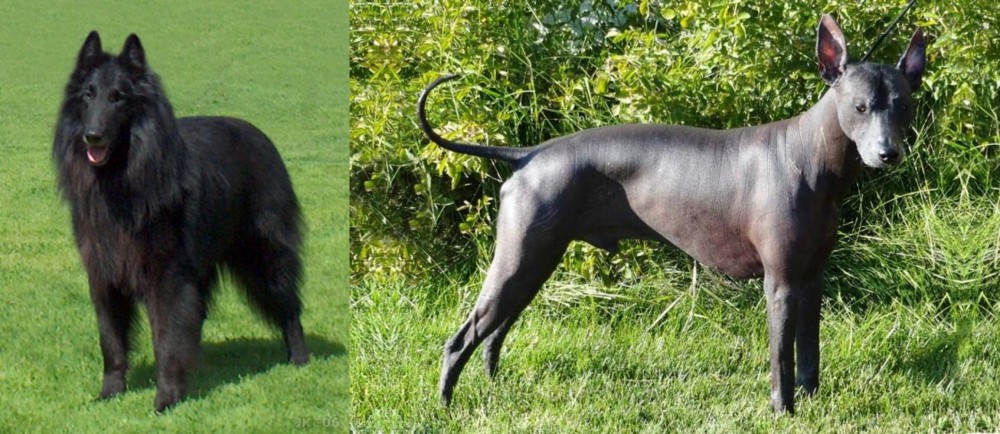 Peruvian Hairless vs Belgian Shepherd Dog (Groenendael) - Breed Comparison