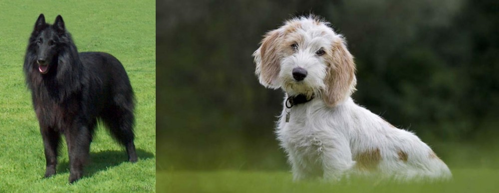 Petit Basset Griffon Vendeen vs Belgian Shepherd Dog (Groenendael) - Breed Comparison