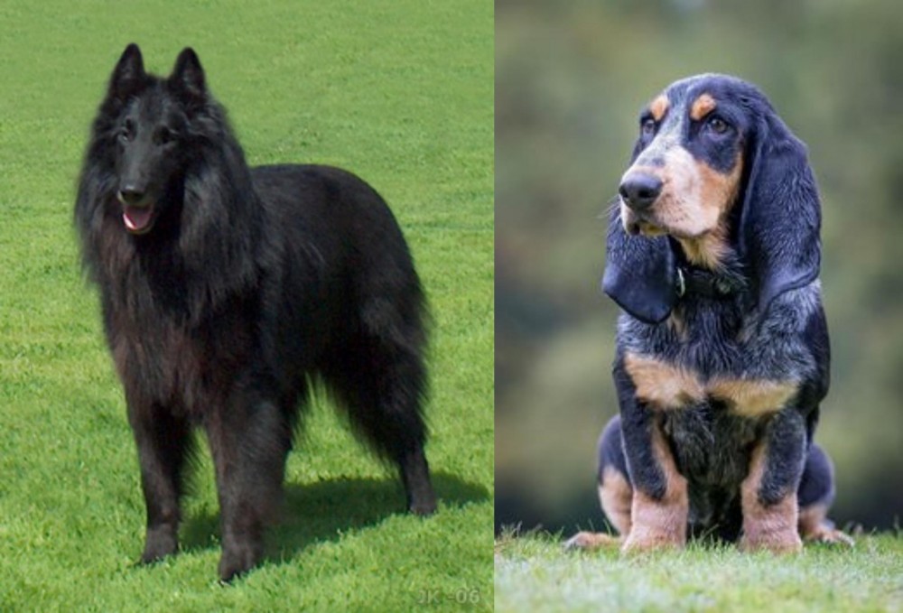 Petit Bleu de Gascogne vs Belgian Shepherd Dog (Groenendael) - Breed Comparison