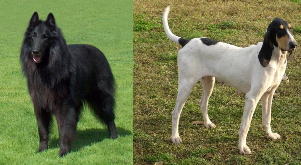 Petit Gascon Saintongeois vs Belgian Shepherd Dog (Groenendael) - Breed Comparison