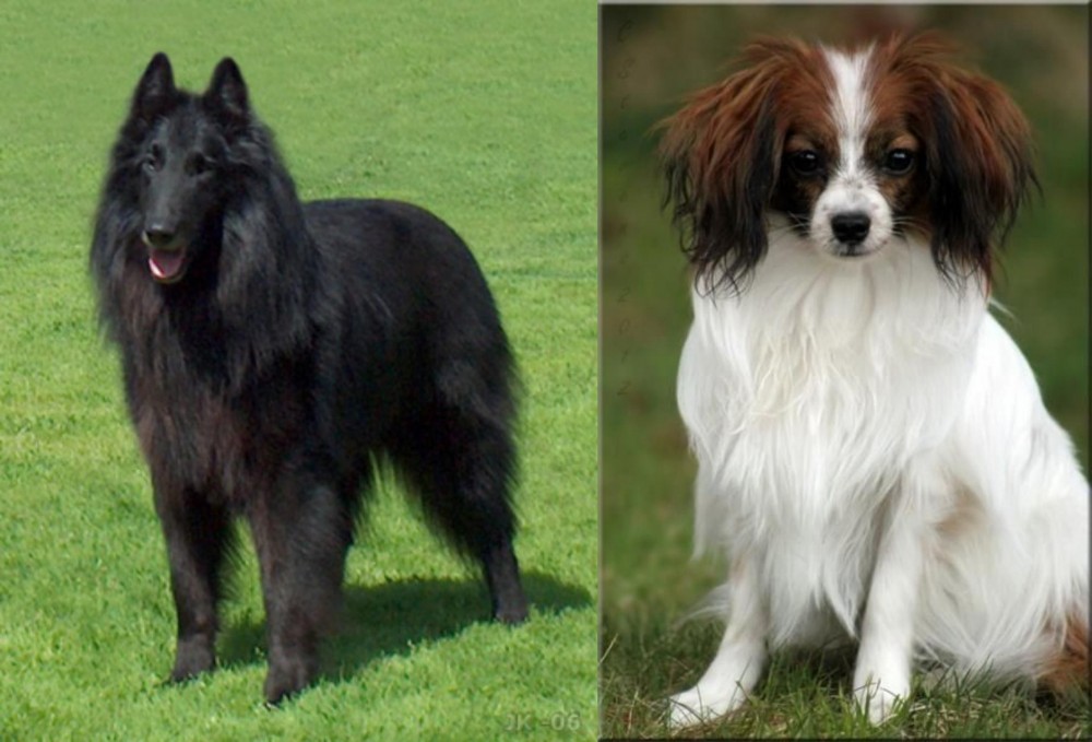 Phalene vs Belgian Shepherd Dog (Groenendael) - Breed Comparison