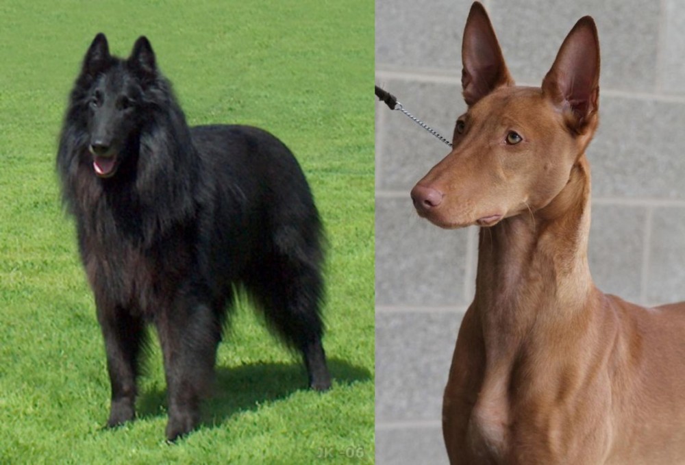 Pharaoh Hound vs Belgian Shepherd Dog (Groenendael) - Breed Comparison