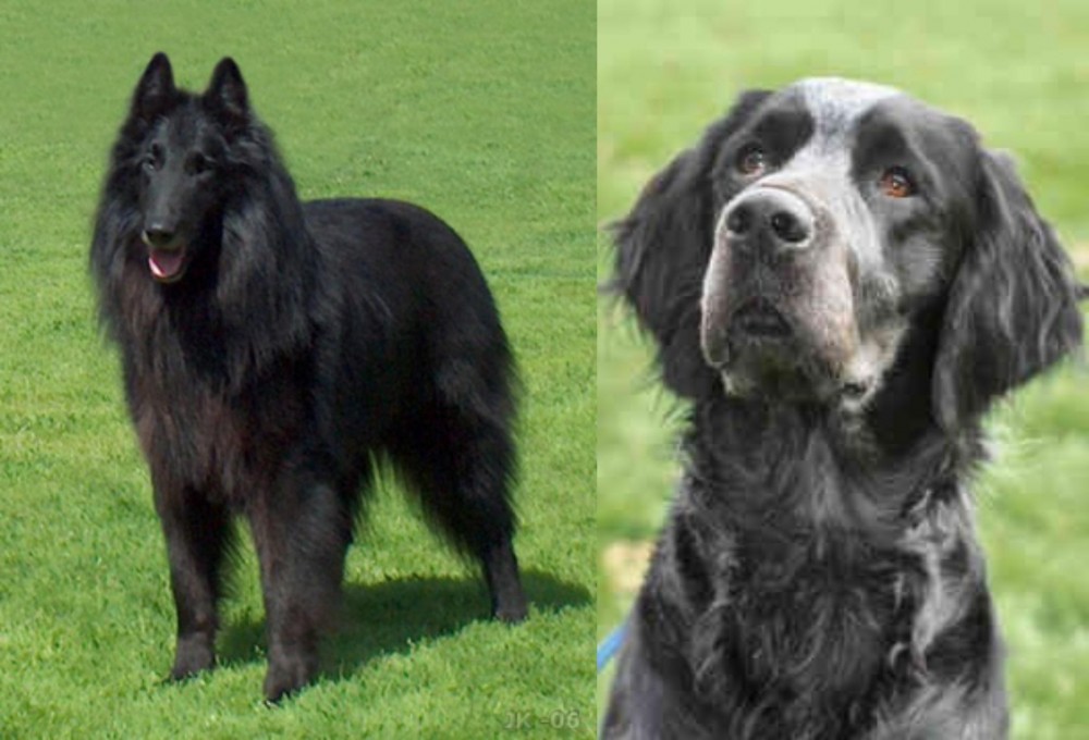 Picardy Spaniel vs Belgian Shepherd Dog (Groenendael) - Breed Comparison