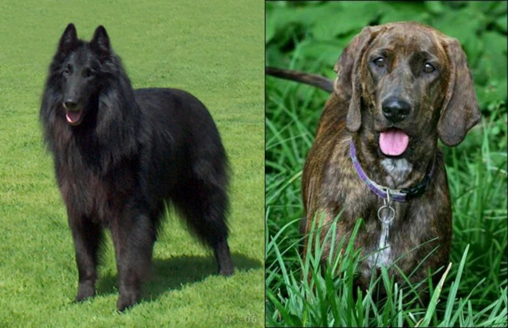 Plott Hound vs Belgian Shepherd Dog (Groenendael) - Breed Comparison