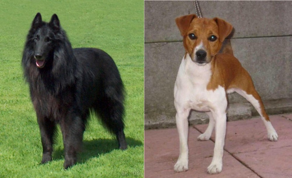 Plummer Terrier vs Belgian Shepherd Dog (Groenendael) - Breed Comparison