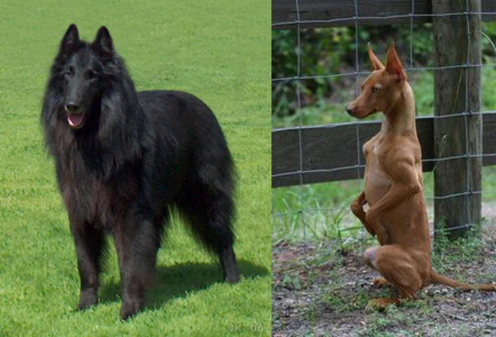 Podenco Andaluz vs Belgian Shepherd Dog (Groenendael) - Breed Comparison