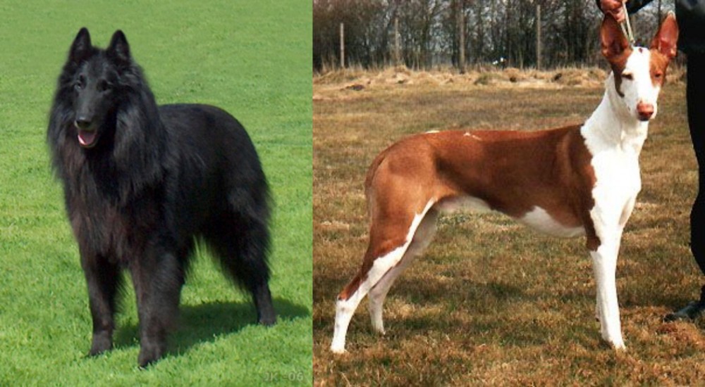 Podenco Canario vs Belgian Shepherd Dog (Groenendael) - Breed Comparison