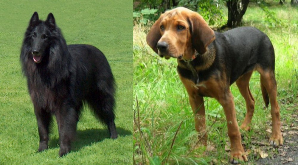 Polish Hound vs Belgian Shepherd Dog (Groenendael) - Breed Comparison