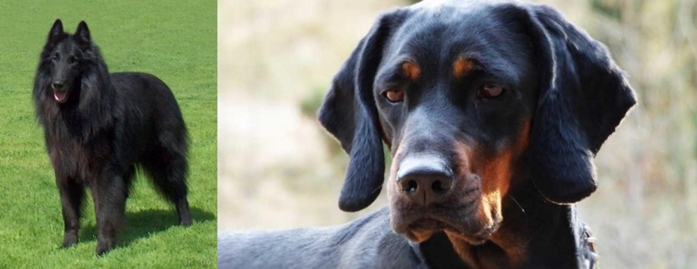 Polish Hunting Dog vs Belgian Shepherd Dog (Groenendael) - Breed Comparison