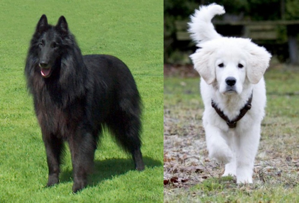 Polish Tatra Sheepdog vs Belgian Shepherd Dog (Groenendael) - Breed Comparison
