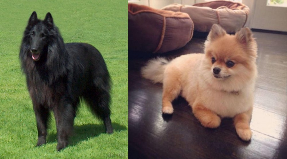 Pomeranian vs Belgian Shepherd Dog (Groenendael) - Breed Comparison