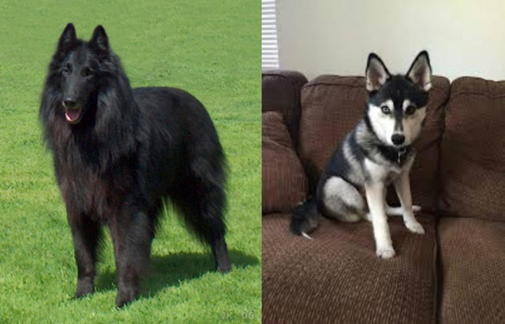 Pomsky vs Belgian Shepherd Dog (Groenendael) - Breed Comparison