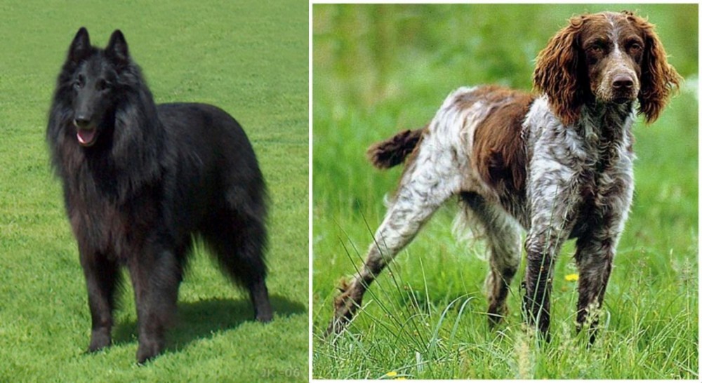 Pont-Audemer Spaniel vs Belgian Shepherd Dog (Groenendael) - Breed Comparison