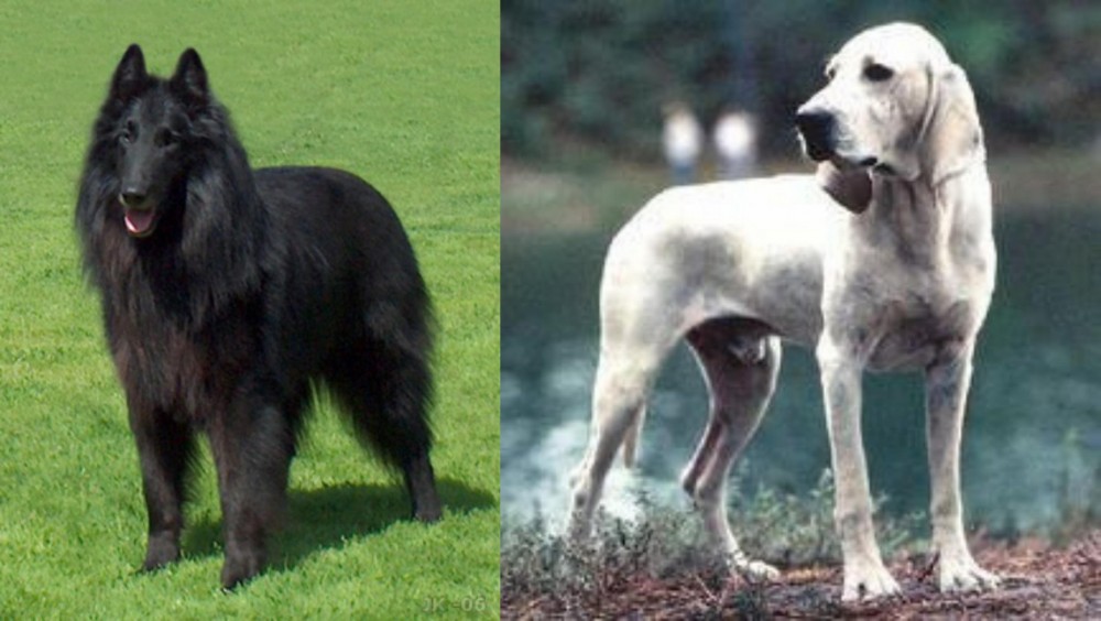 Porcelaine vs Belgian Shepherd Dog (Groenendael) - Breed Comparison