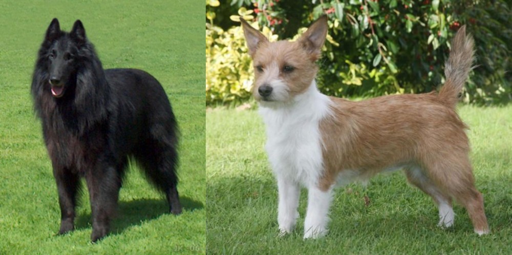 Portuguese Podengo vs Belgian Shepherd Dog (Groenendael) - Breed Comparison