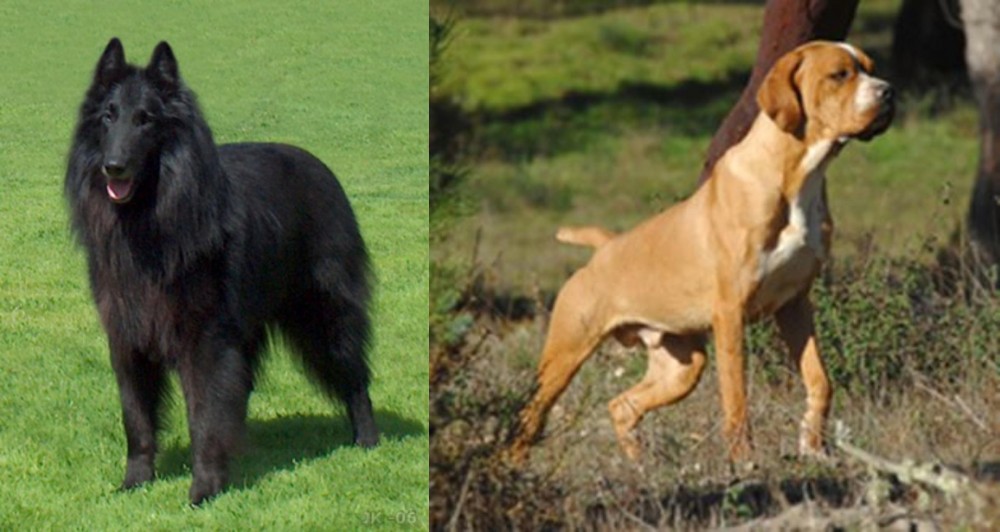 Portuguese Pointer vs Belgian Shepherd Dog (Groenendael) - Breed Comparison