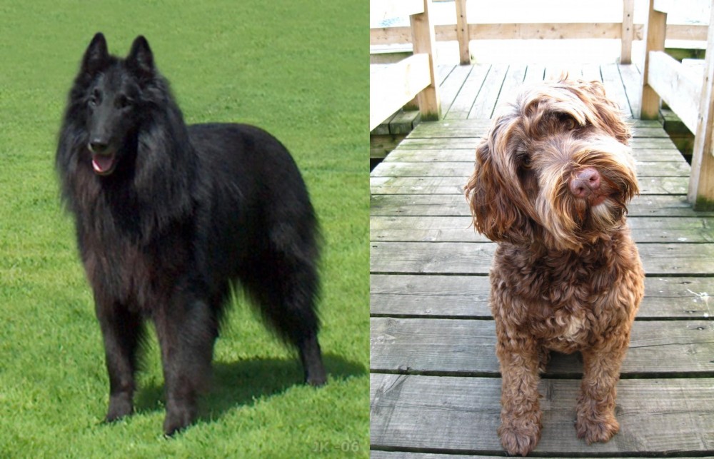 Portuguese Water Dog vs Belgian Shepherd Dog (Groenendael) - Breed Comparison