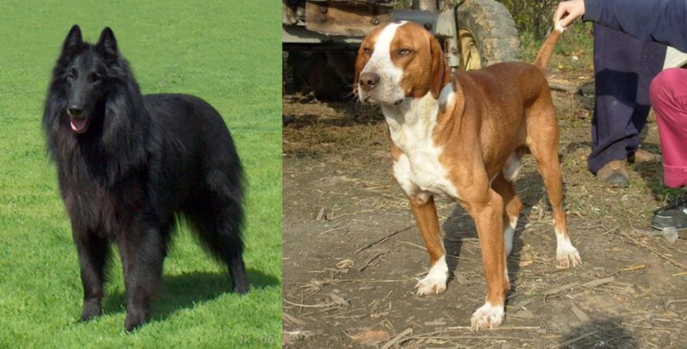 Posavac Hound vs Belgian Shepherd Dog (Groenendael) - Breed Comparison