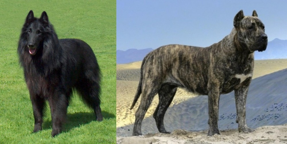 Presa Canario vs Belgian Shepherd Dog (Groenendael) - Breed Comparison