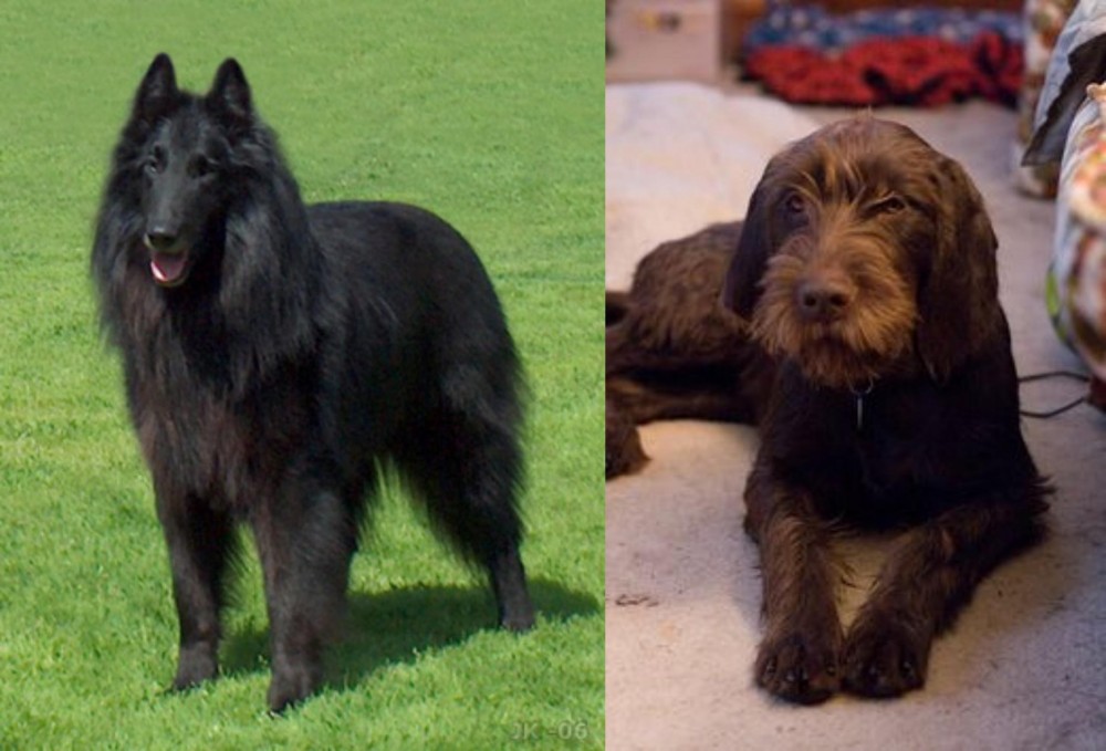 Pudelpointer vs Belgian Shepherd Dog (Groenendael) - Breed Comparison