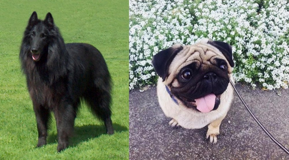 Pug vs Belgian Shepherd Dog (Groenendael) - Breed Comparison