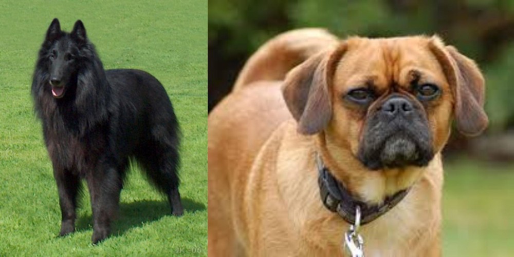 Pugalier vs Belgian Shepherd Dog (Groenendael) - Breed Comparison