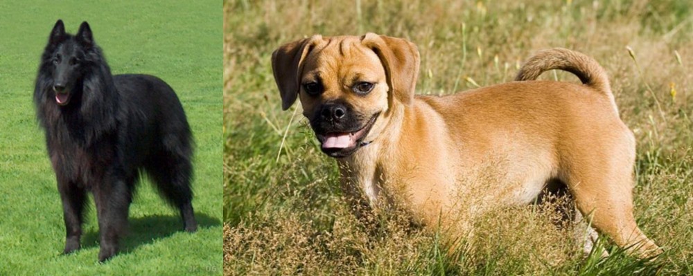 Puggle vs Belgian Shepherd Dog (Groenendael) - Breed Comparison