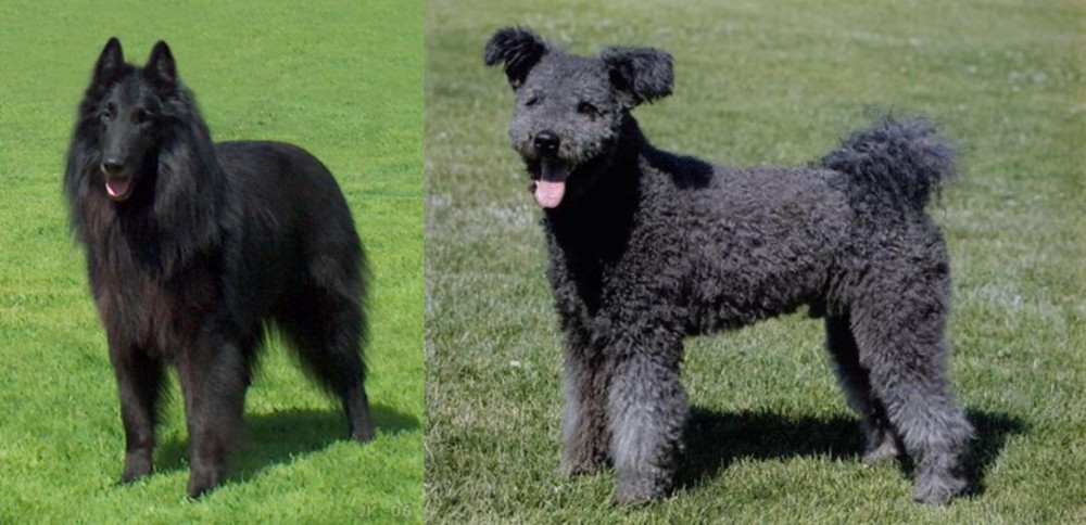 Pumi vs Belgian Shepherd Dog (Groenendael) - Breed Comparison
