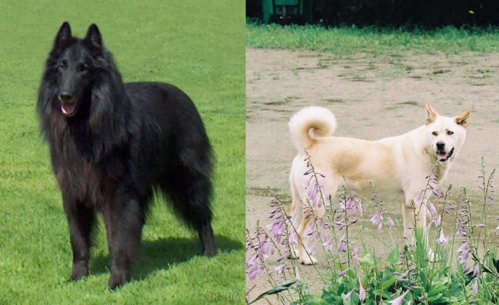 Pungsan Dog vs Belgian Shepherd Dog (Groenendael) - Breed Comparison