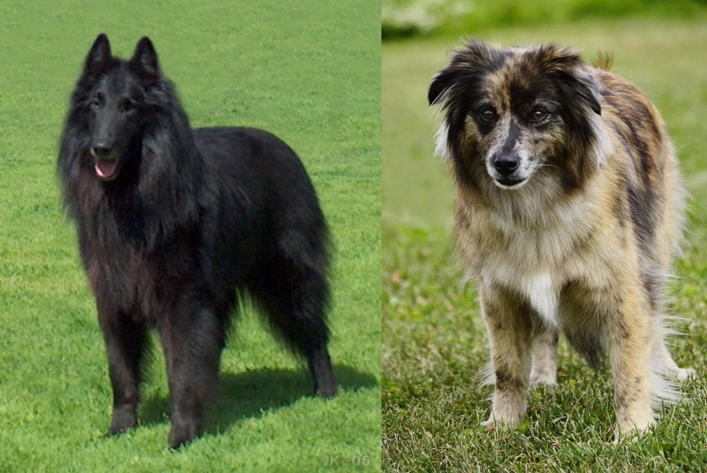 Pyrenean Shepherd vs Belgian Shepherd Dog (Groenendael) - Breed Comparison