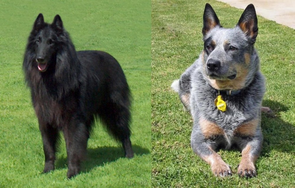 Queensland Heeler vs Belgian Shepherd Dog (Groenendael) - Breed Comparison