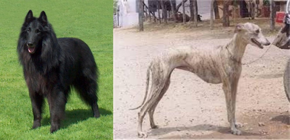 Rampur Greyhound vs Belgian Shepherd Dog (Groenendael) - Breed Comparison