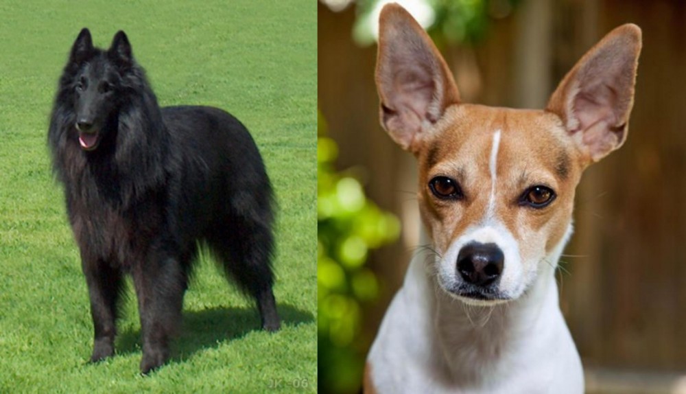 Rat Terrier vs Belgian Shepherd Dog (Groenendael) - Breed Comparison