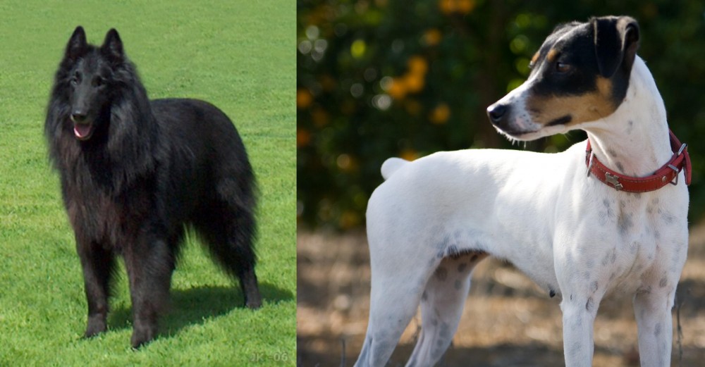 Ratonero Bodeguero Andaluz vs Belgian Shepherd Dog (Groenendael) - Breed Comparison