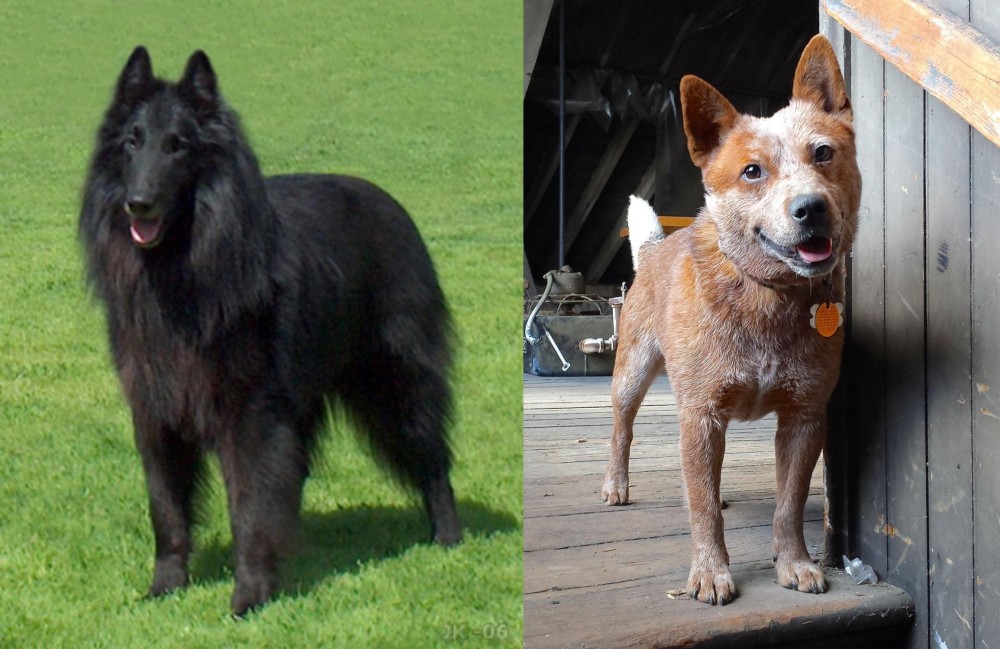 Red Heeler vs Belgian Shepherd Dog (Groenendael) - Breed Comparison