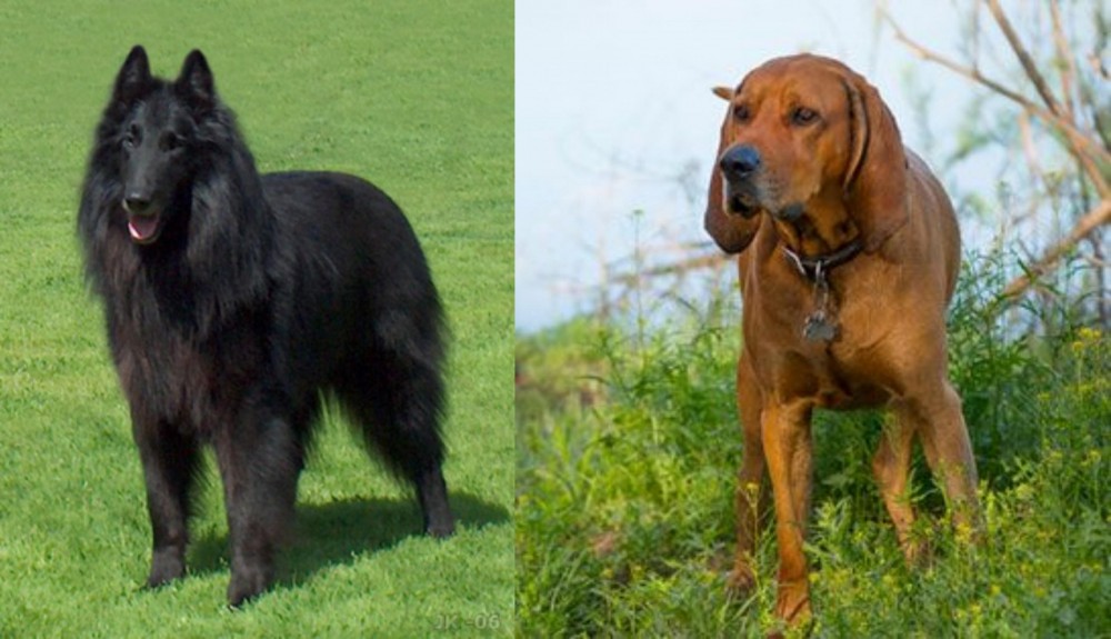 Redbone Coonhound vs Belgian Shepherd Dog (Groenendael) - Breed Comparison