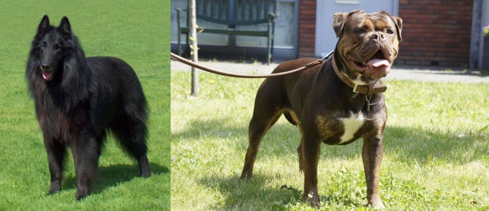 Renascence Bulldogge vs Belgian Shepherd Dog (Groenendael) - Breed Comparison