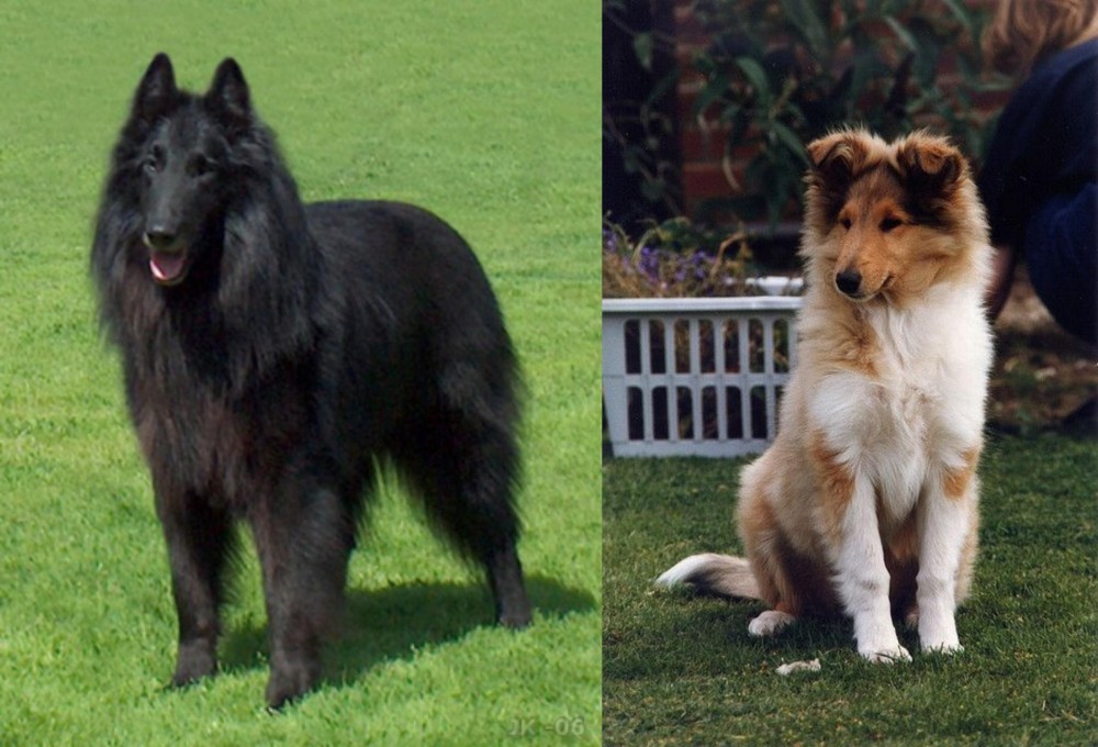 Rough Collie vs Belgian Shepherd Dog (Groenendael) - Breed Comparison