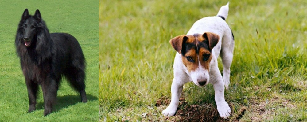 Russell Terrier vs Belgian Shepherd Dog (Groenendael) - Breed Comparison