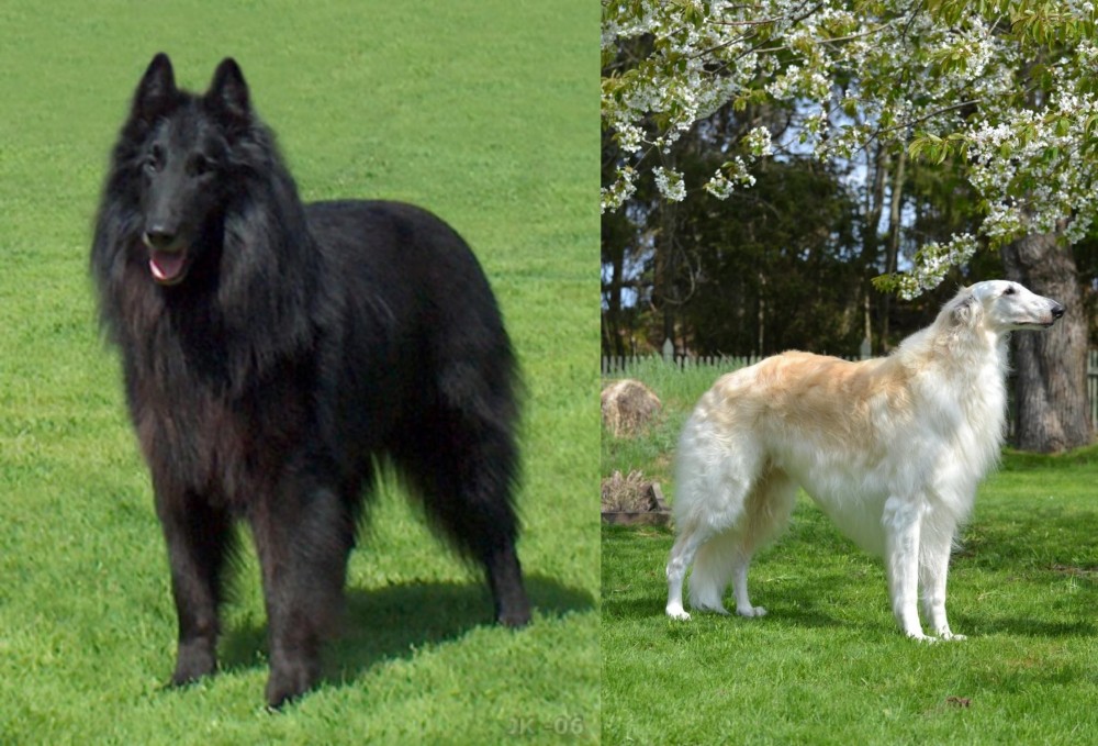 Russian Hound vs Belgian Shepherd Dog (Groenendael) - Breed Comparison