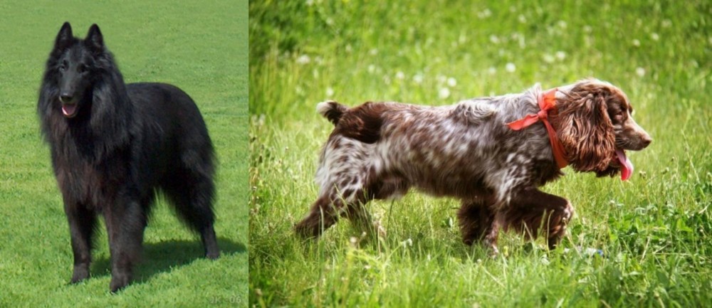 Russian Spaniel vs Belgian Shepherd Dog (Groenendael) - Breed Comparison