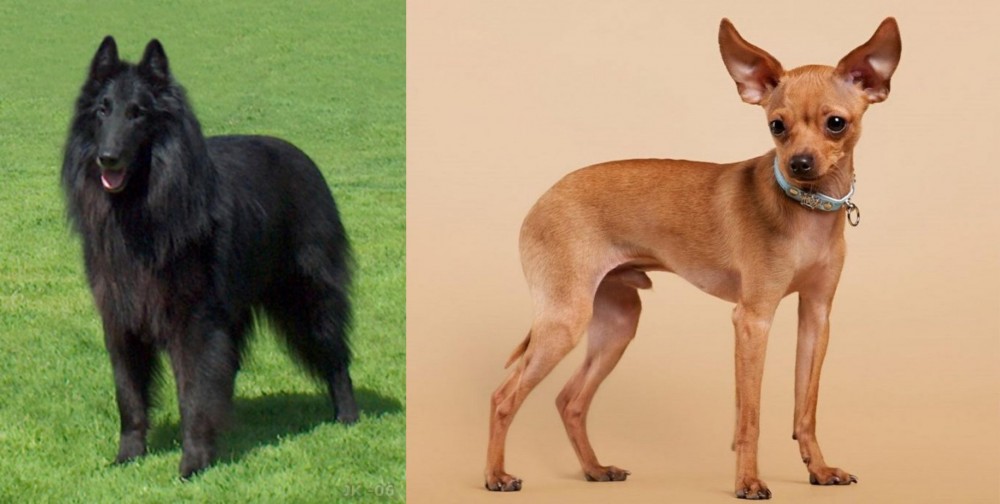 Russian Toy Terrier vs Belgian Shepherd Dog (Groenendael) - Breed Comparison