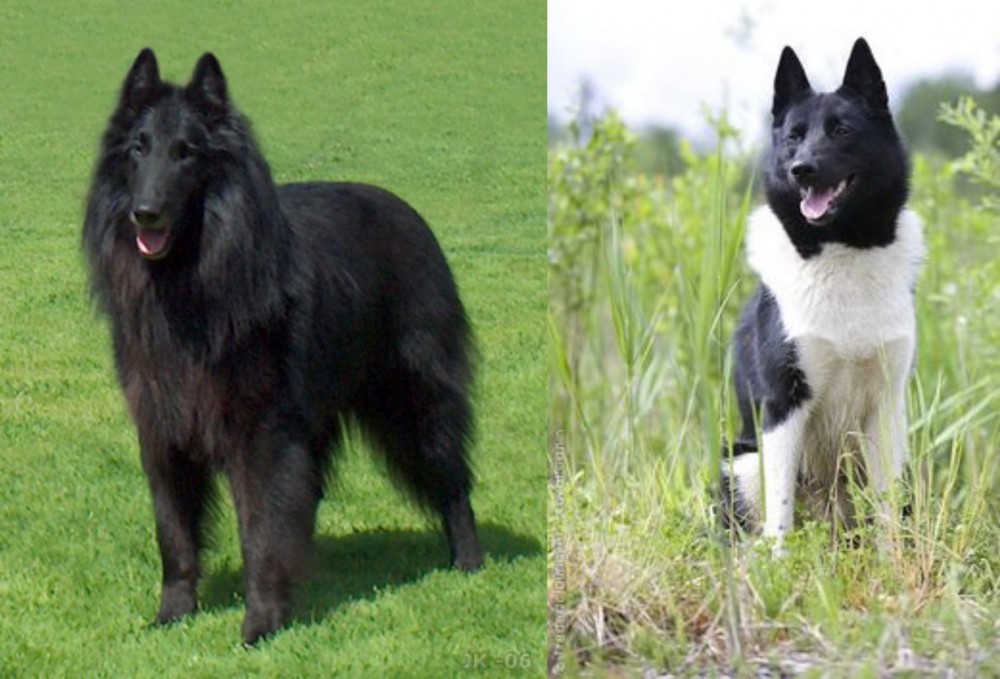 Russo-European Laika vs Belgian Shepherd Dog (Groenendael) - Breed Comparison
