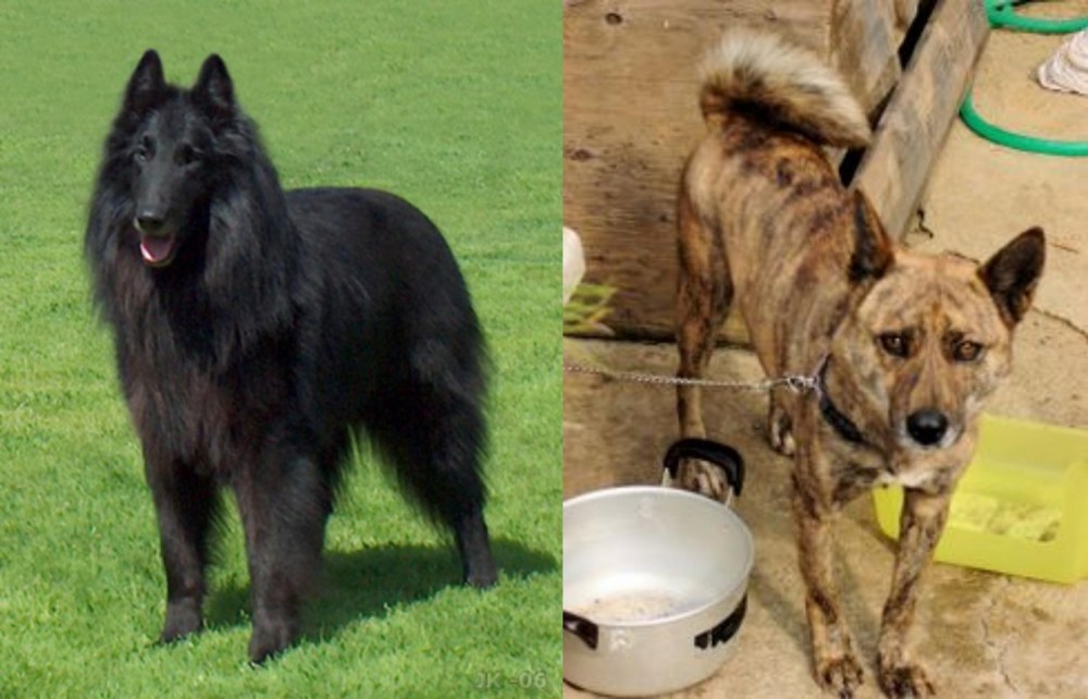 Ryukyu Inu vs Belgian Shepherd Dog (Groenendael) - Breed Comparison