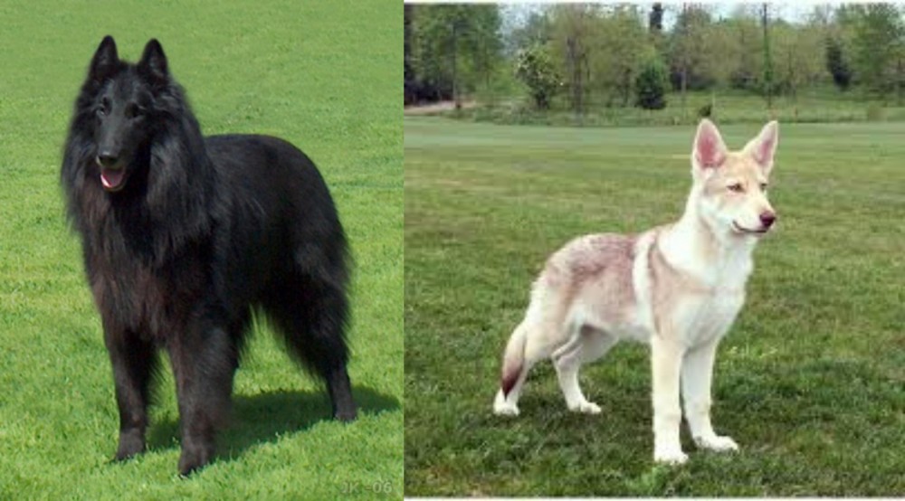 Saarlooswolfhond vs Belgian Shepherd Dog (Groenendael) - Breed Comparison